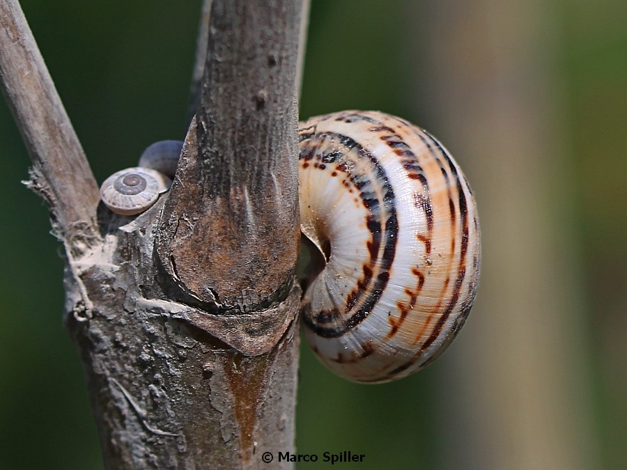 Chiocciola da identificare